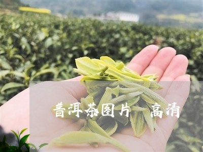 普洱茶图片 高清/2023041026148